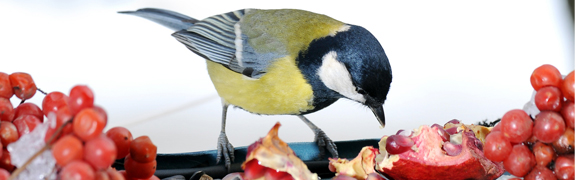 org:/banners product categories/vogelsheader.jpg